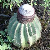 Melocactus schatzlii ssp.chicamochensis GX.JPG